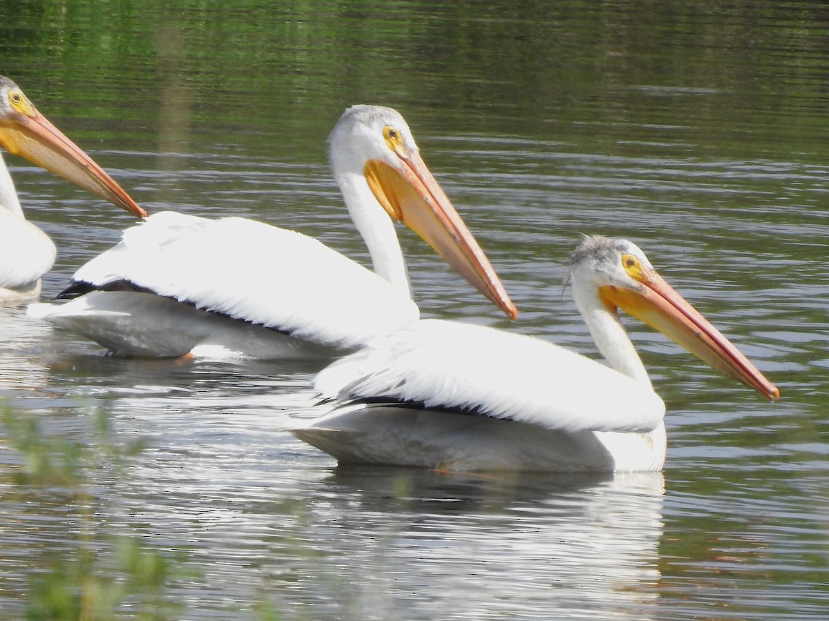 American White Pelican - ML637553850