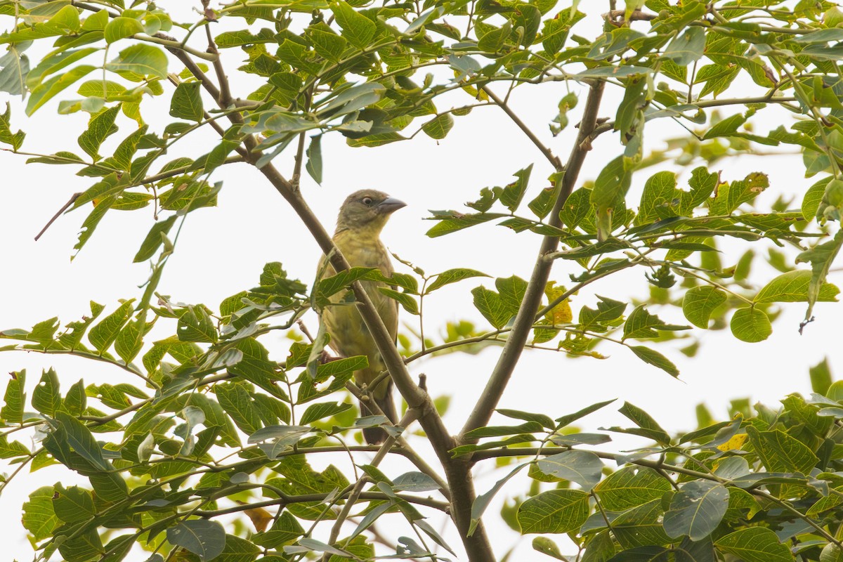 Vieillot's Black Weaver - ML637553854
