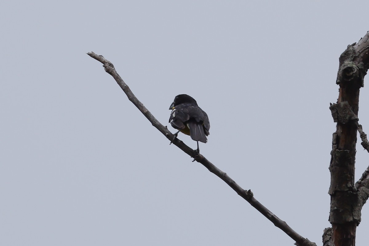 Black-backed Grosbeak - ML637553857