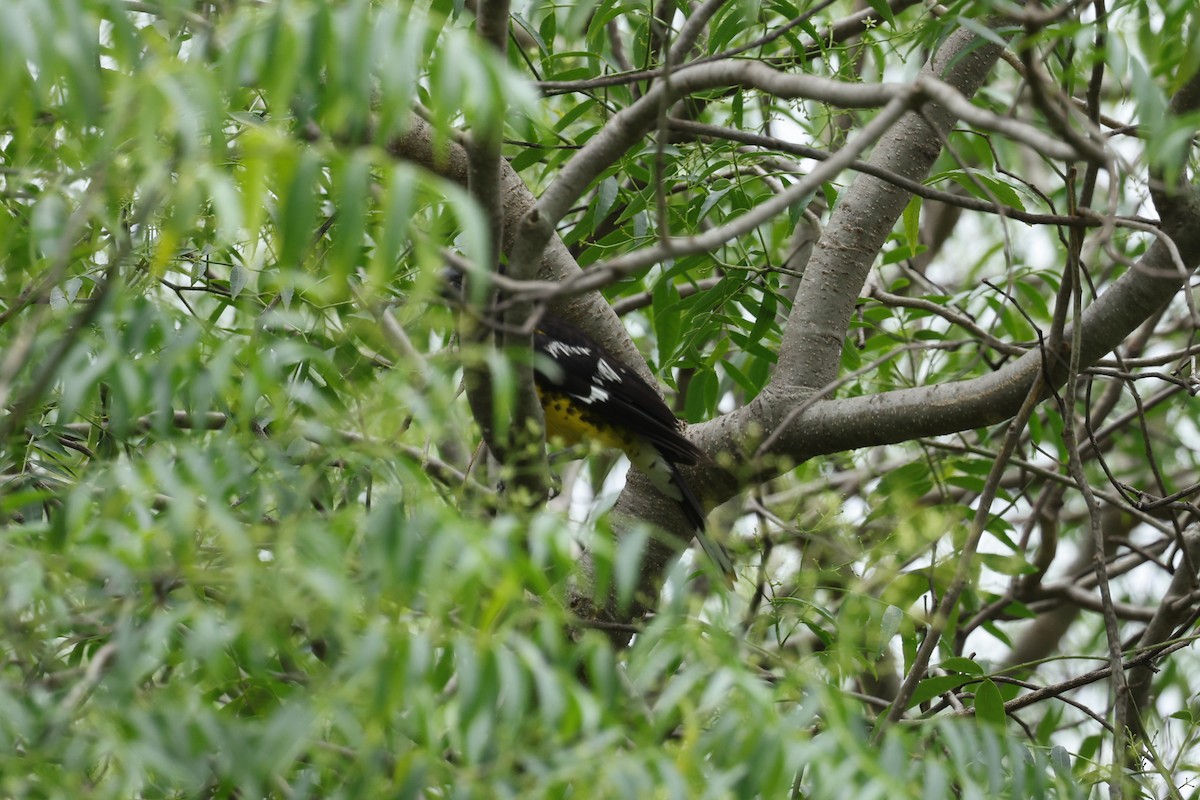 Black-backed Grosbeak - ML637553858