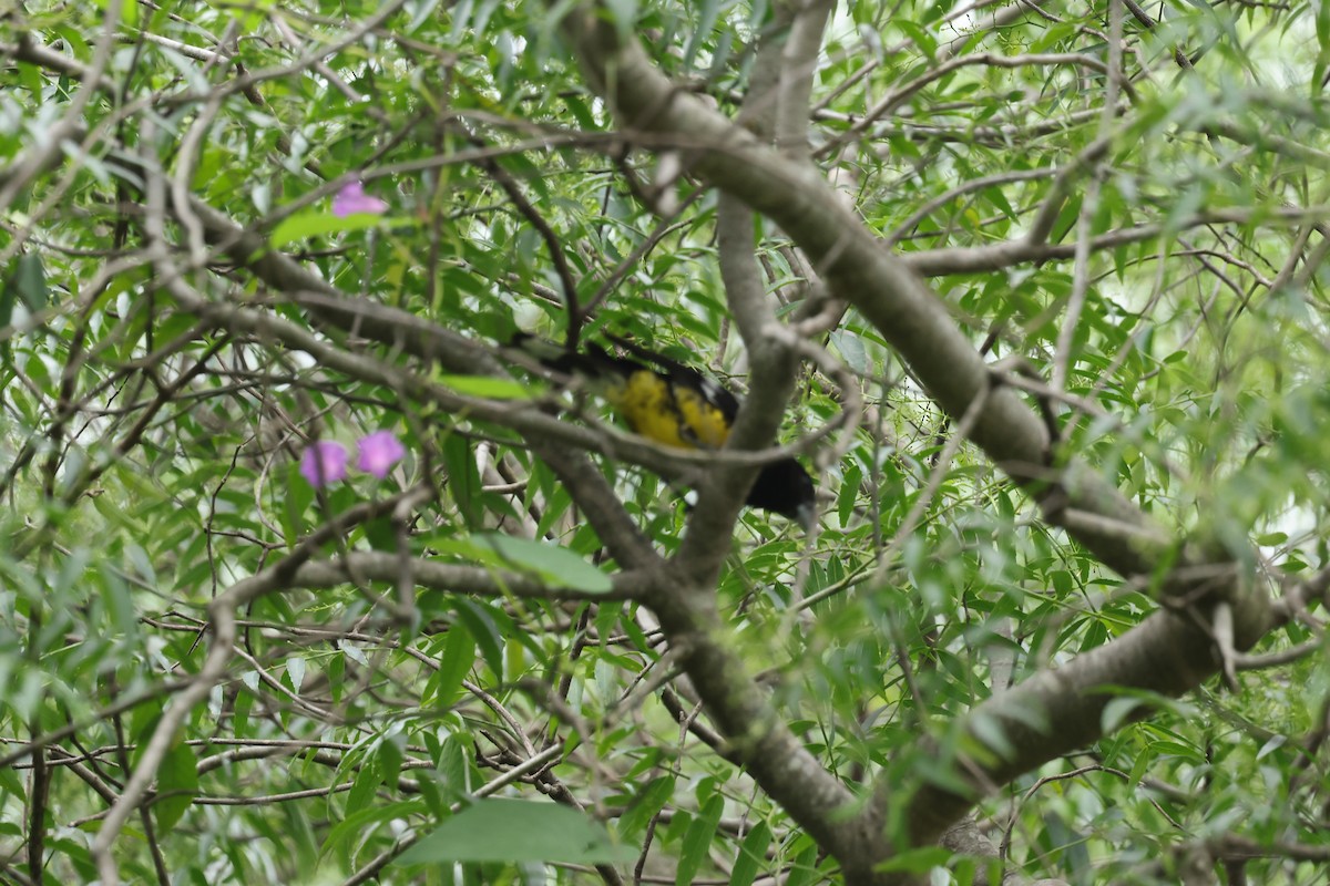 Black-backed Grosbeak - ML637553860