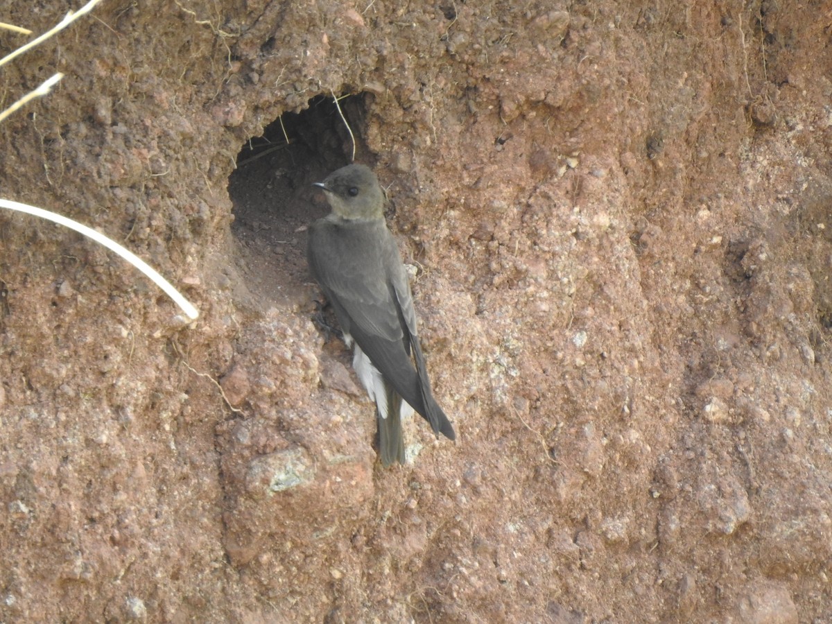 Northern Rough-winged Swallow - ML637553867