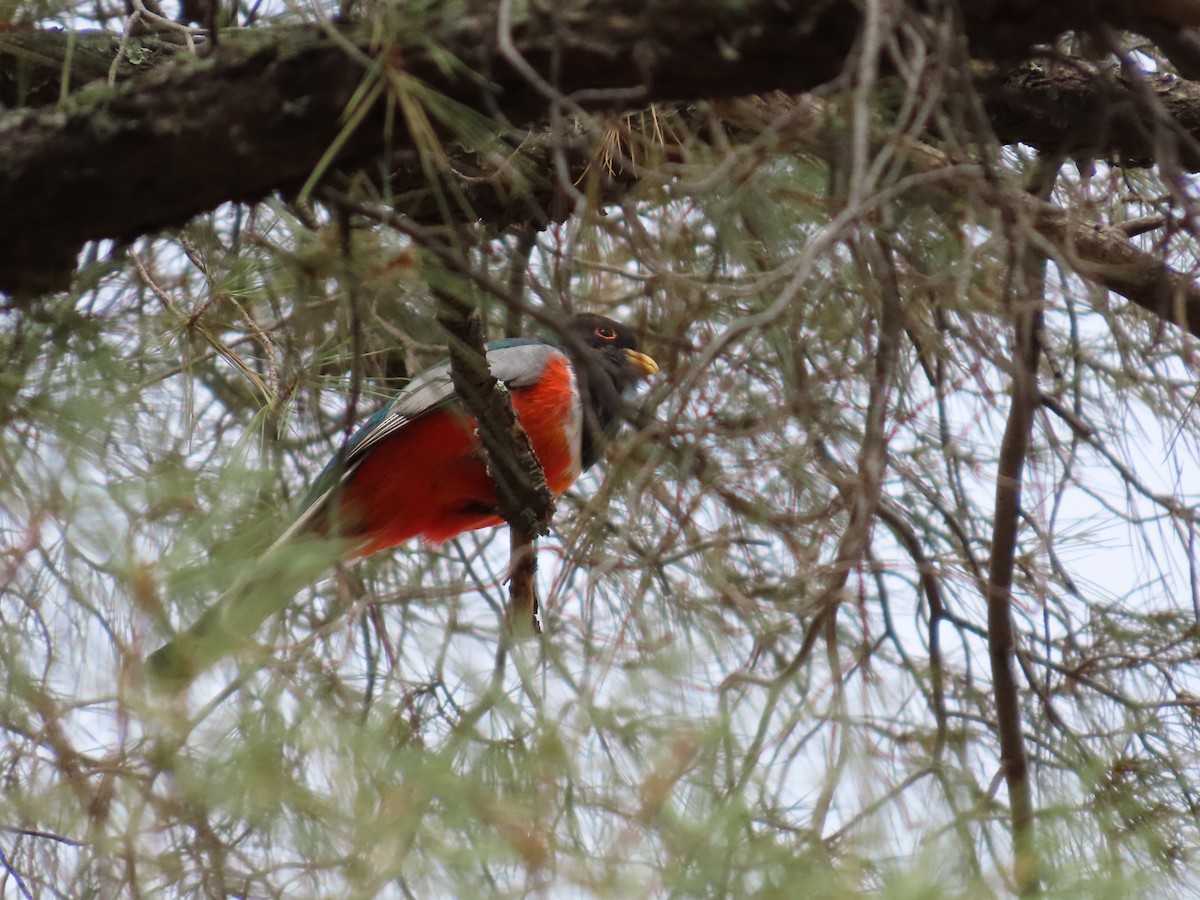 Elegant Trogon - ML637553873