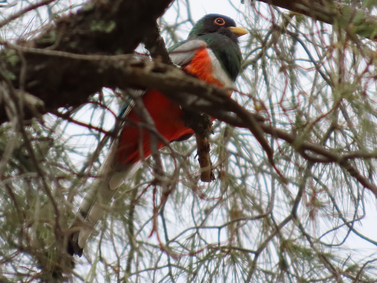 Elegant Trogon - ML637553874