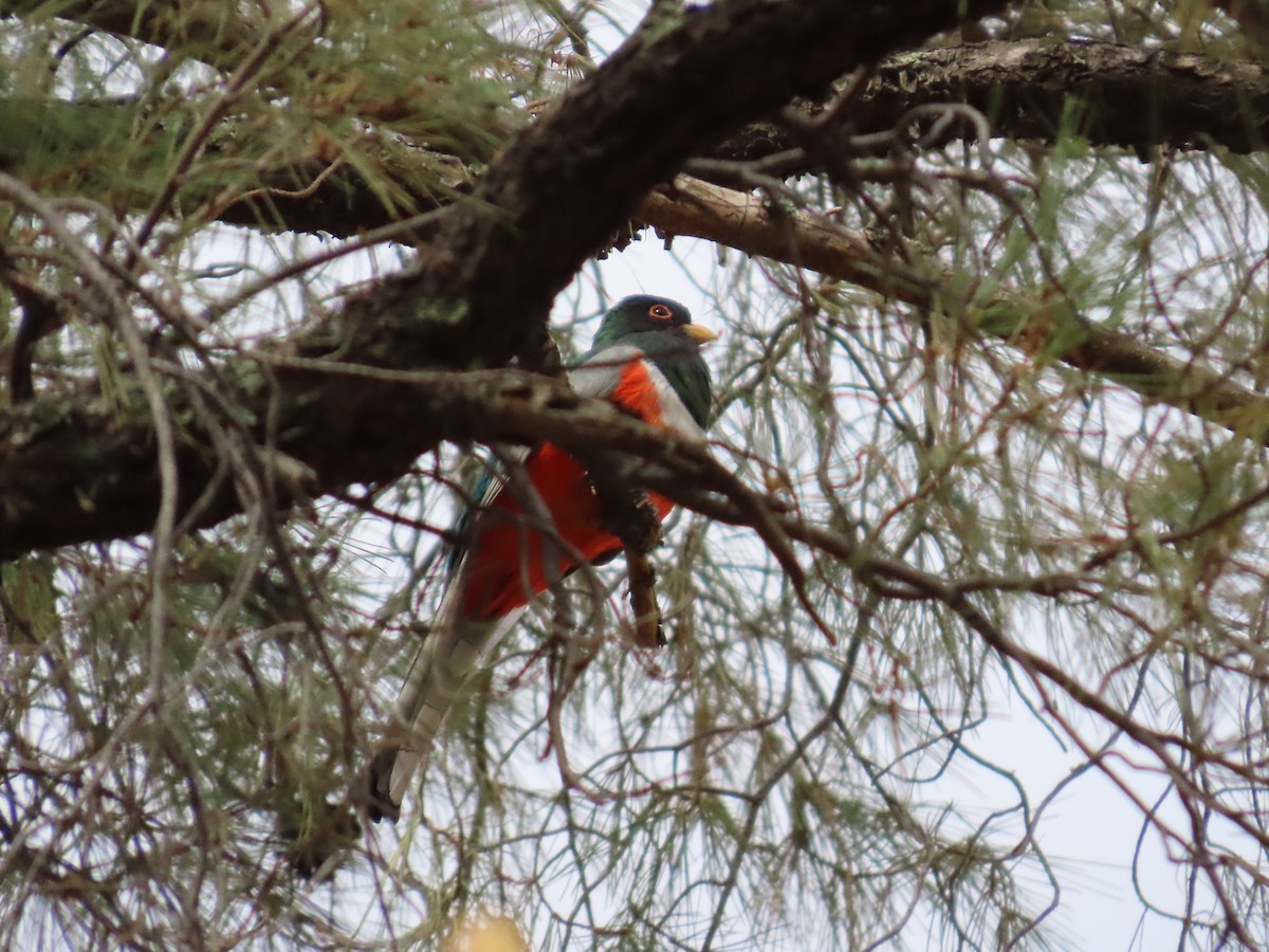 Elegant Trogon - ML637553875