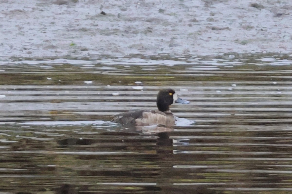 Greater Scaup - ML637553878