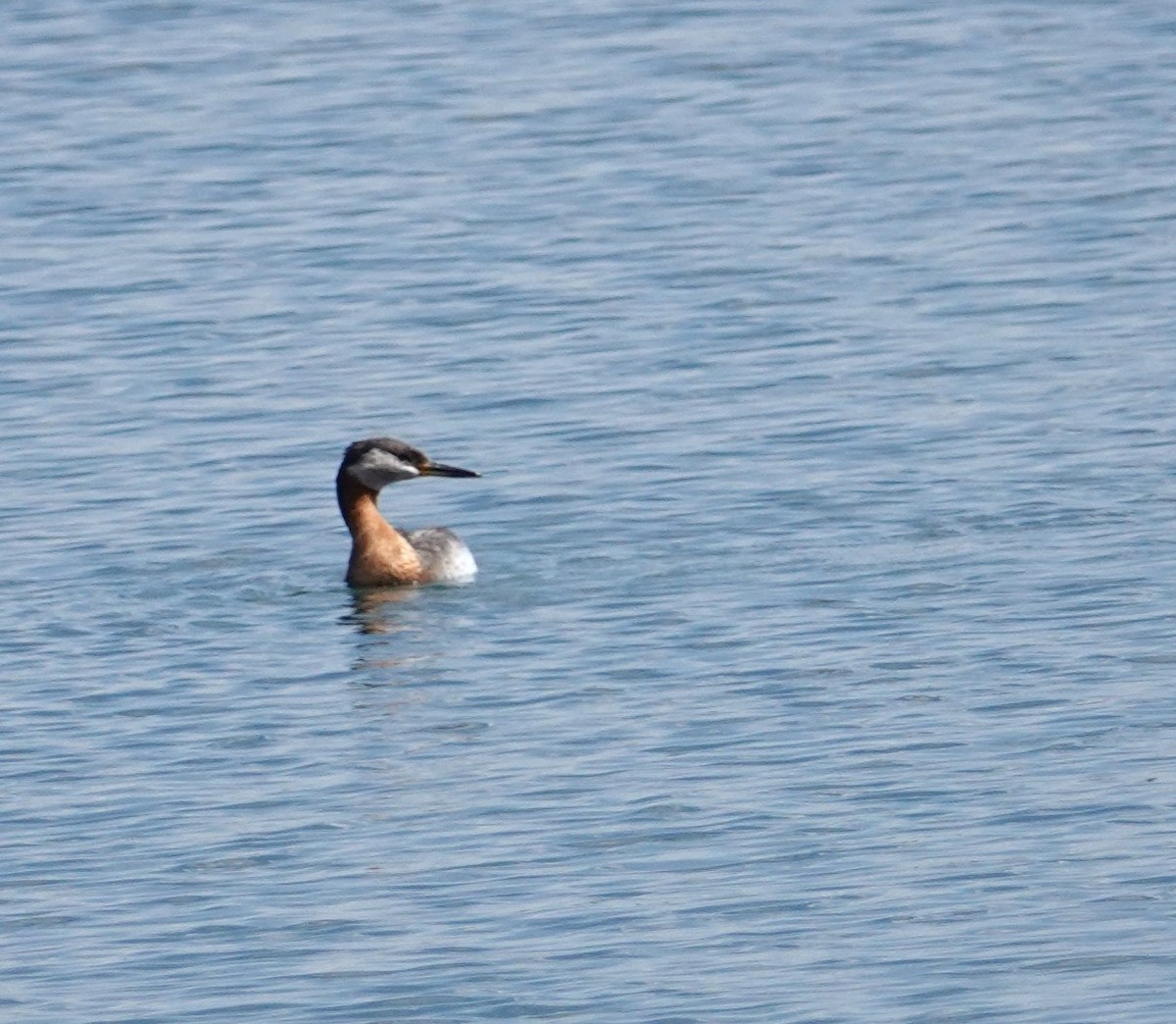Red-necked Grebe - ML637553897