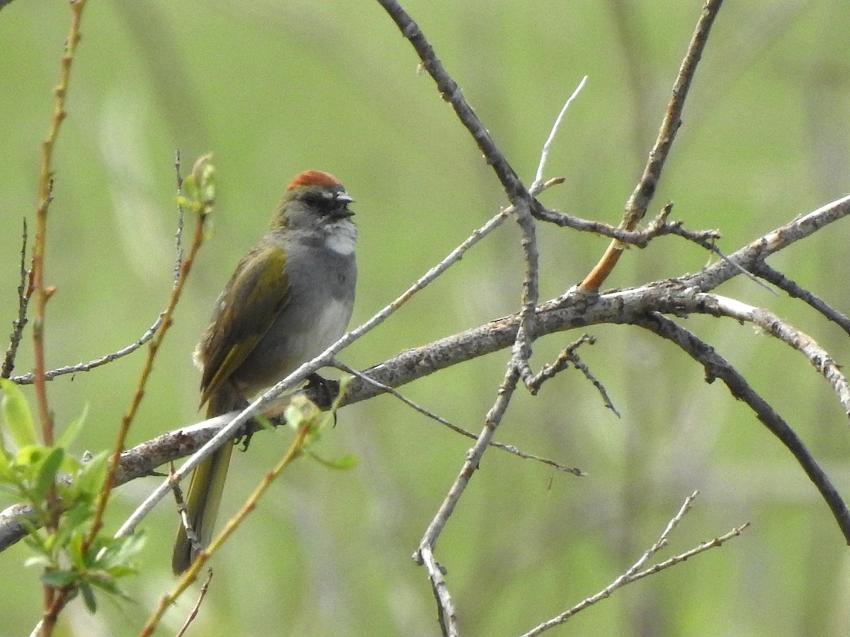 Green-tailed Towhee - ML637553898