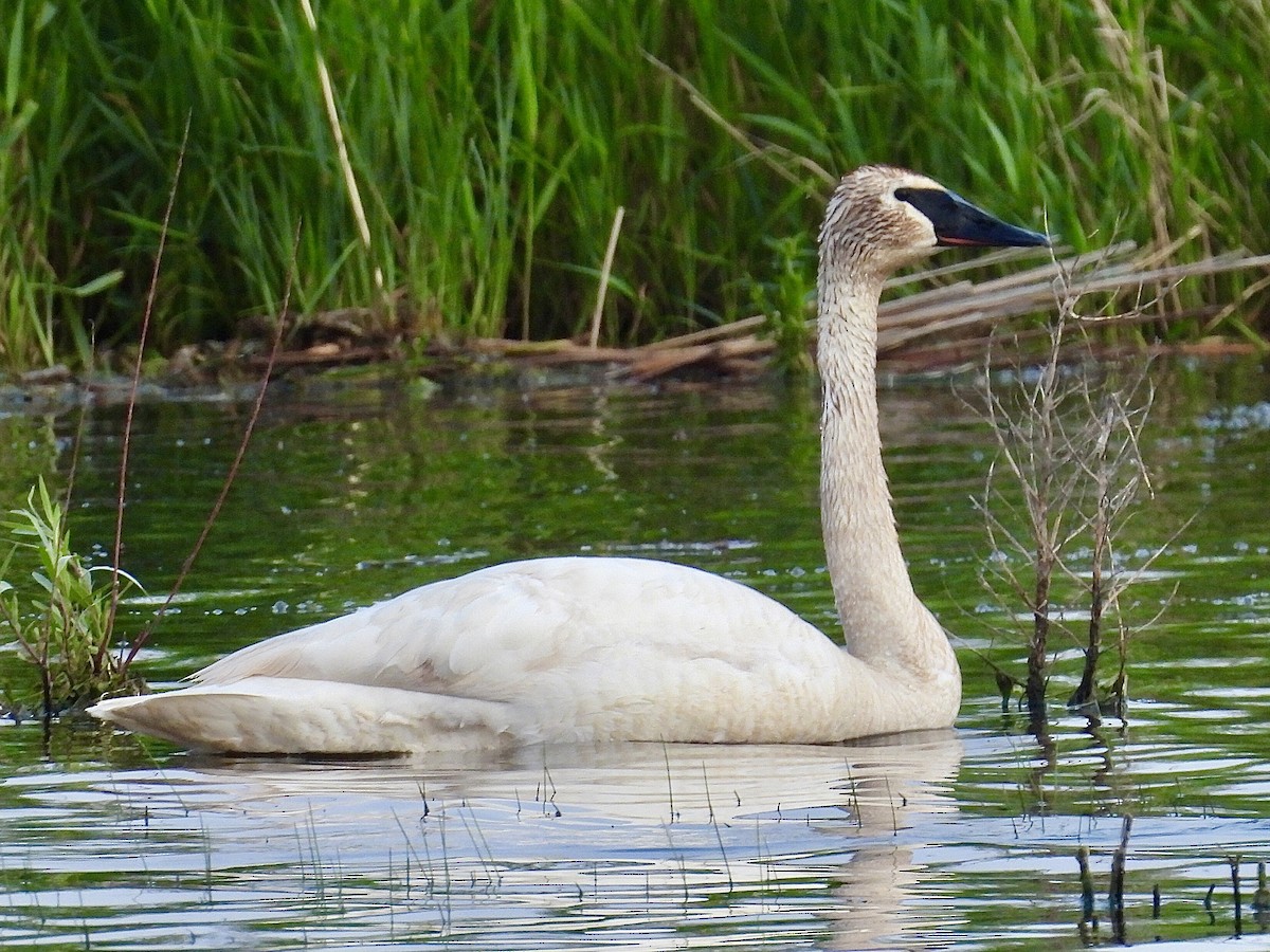 Trumpeter Swan - ML637553904