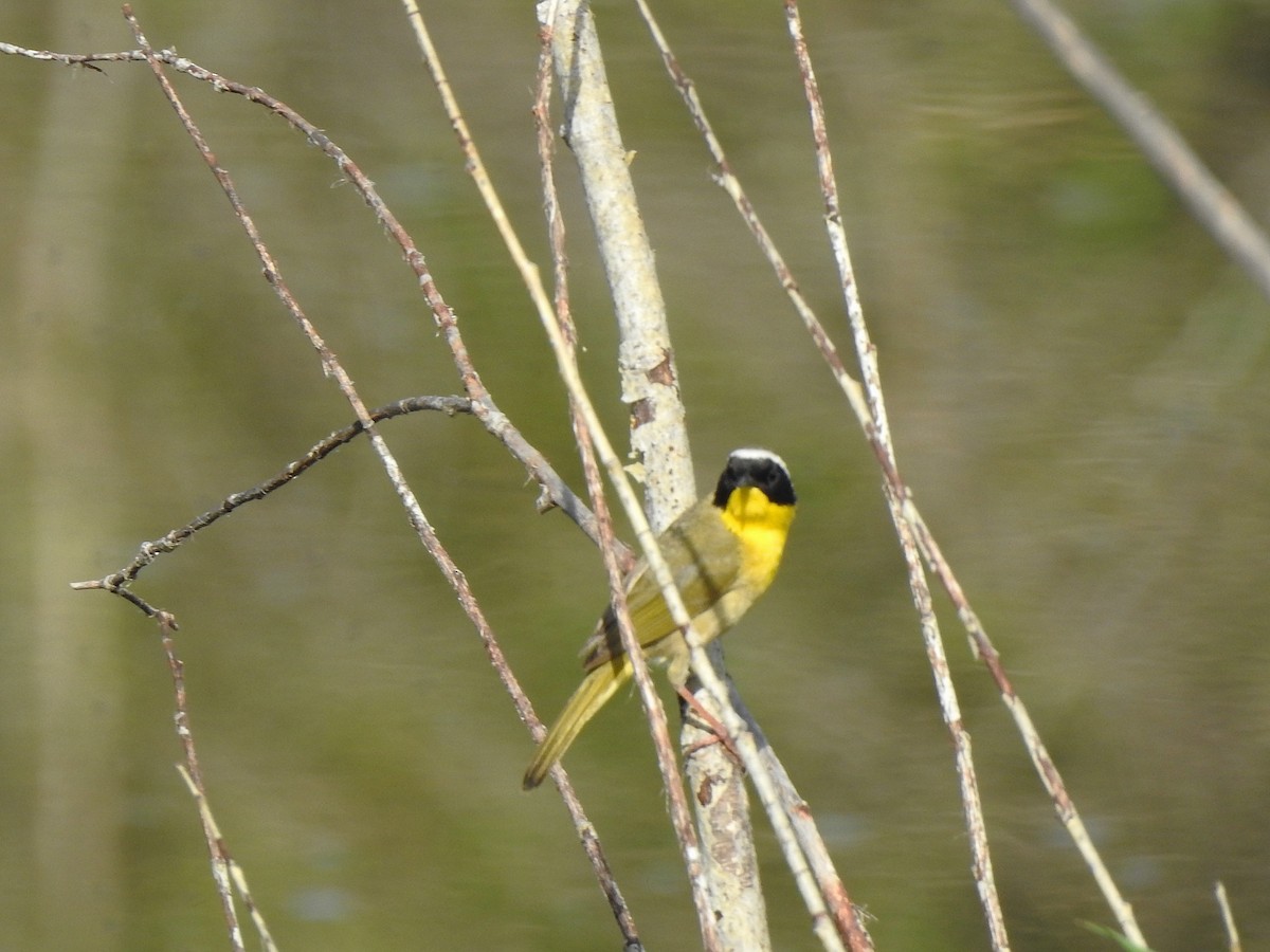 Common Yellowthroat - ML637553916