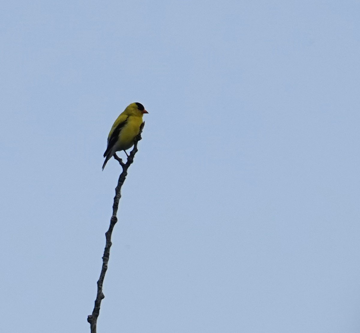 American Goldfinch - ML637553921