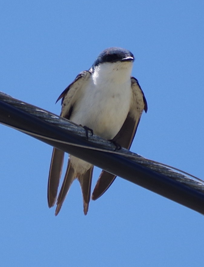 Bahama Swallow - ML637553942