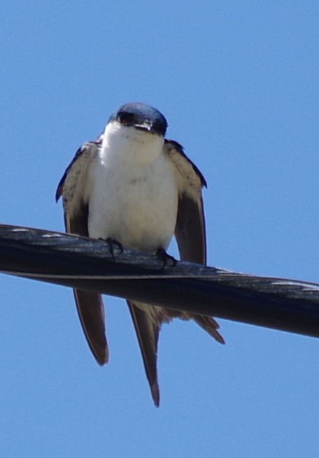 Bahama Swallow - ML637553943