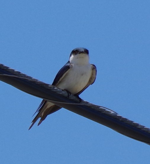 Bahama Swallow - ML637553944