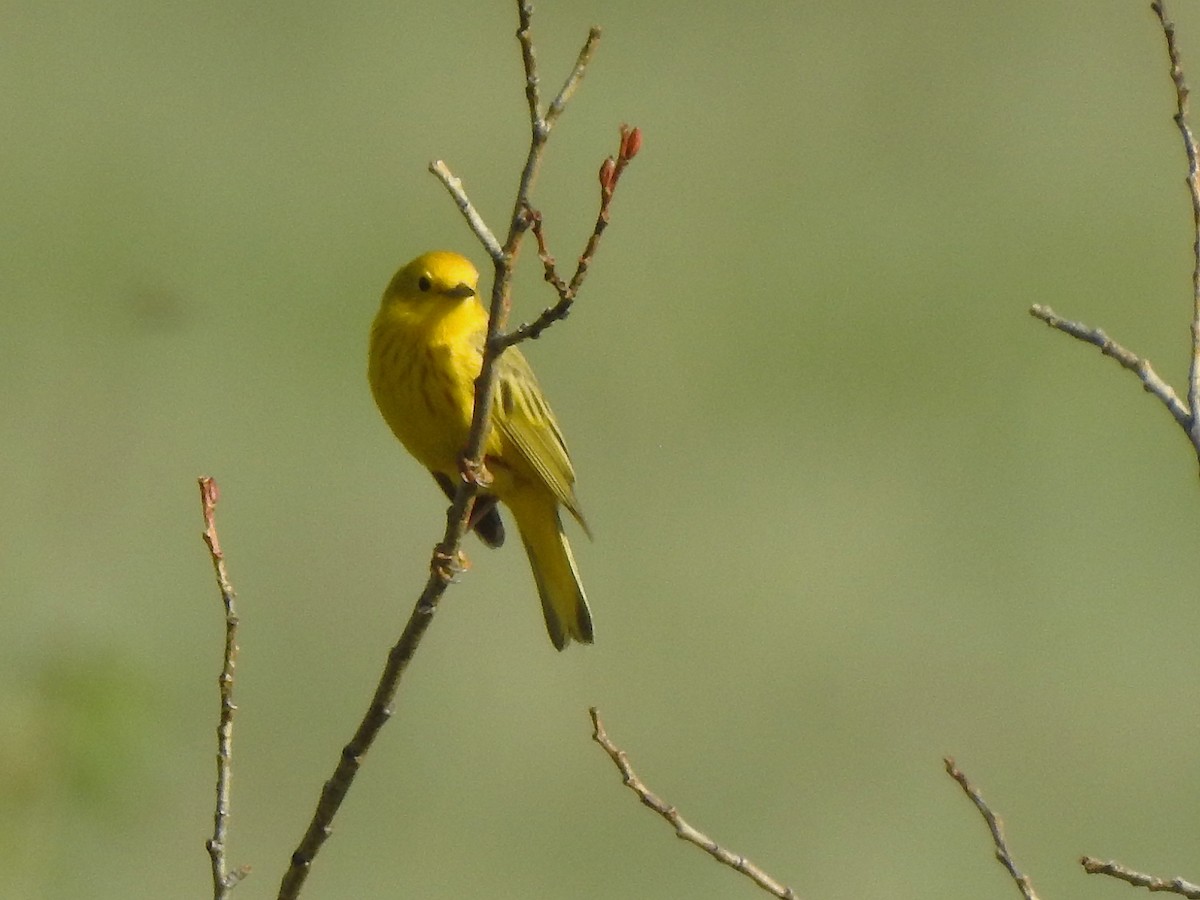 Yellow Warbler - ML637553980
