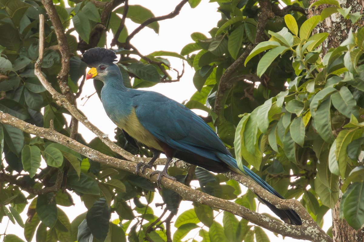 Great Blue Turaco - ML637553992