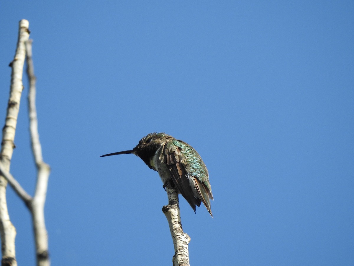 Broad-tailed Hummingbird - ML637554016
