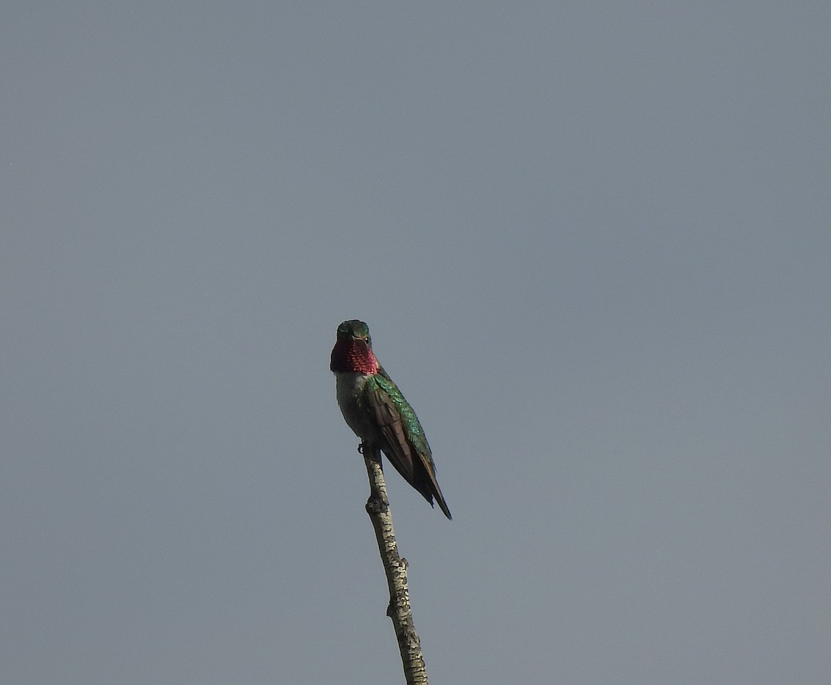 Broad-tailed Hummingbird - ML637554027