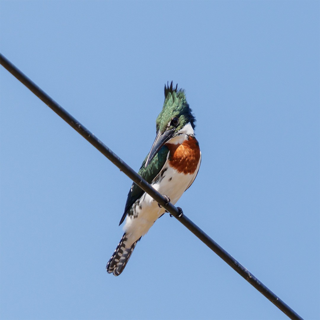 Amazon Kingfisher - ML637554028