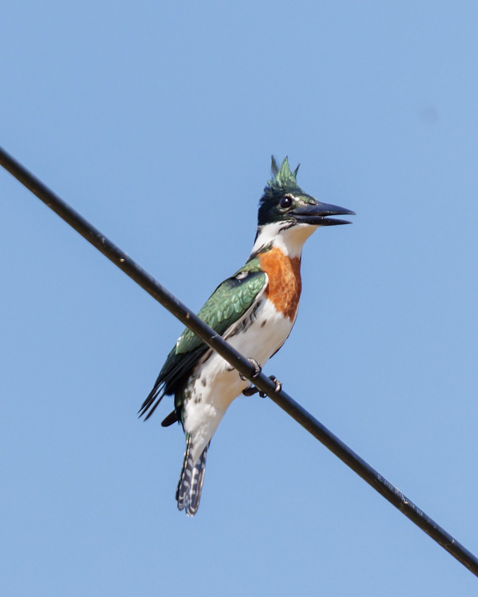 Amazon Kingfisher - ML637554029