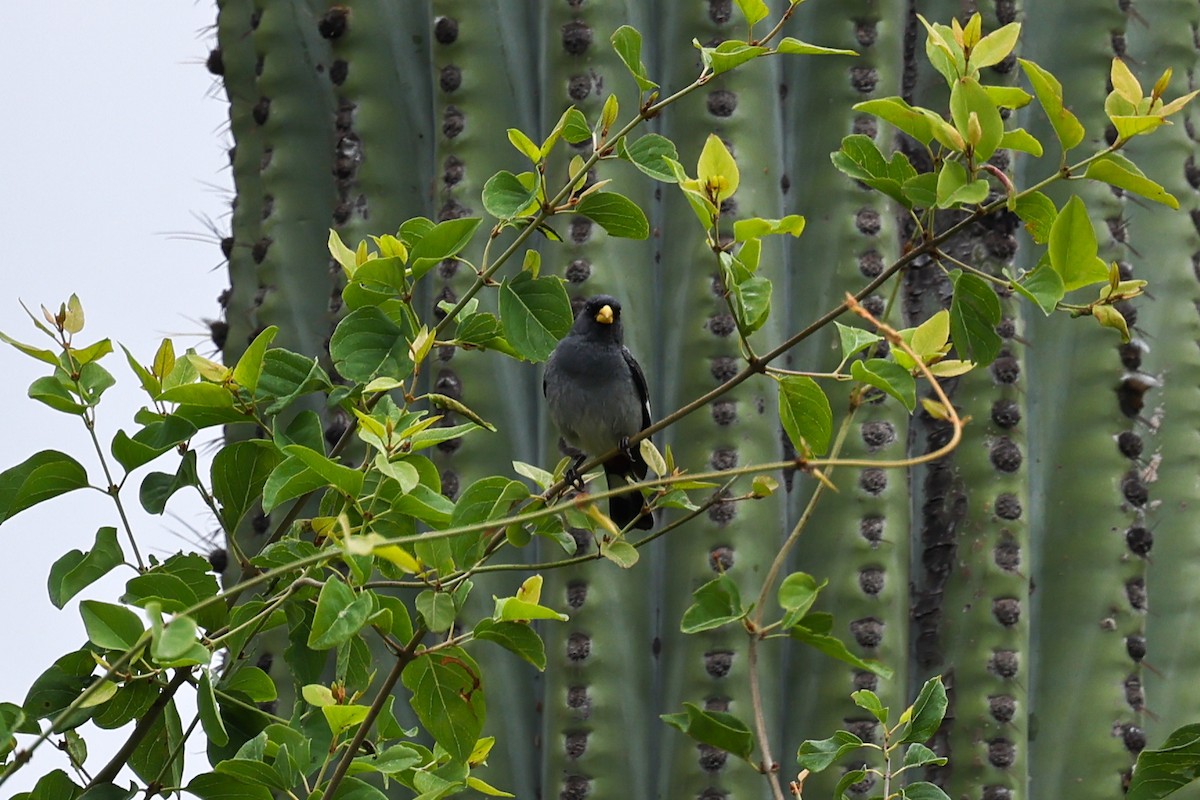 Band-tailed Seedeater - ML637554038