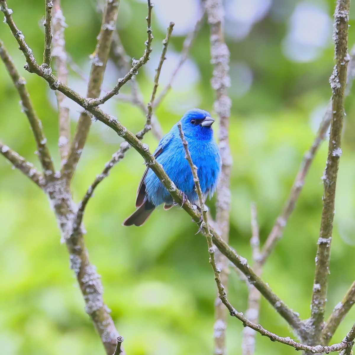 Indigo Bunting - ML637554057