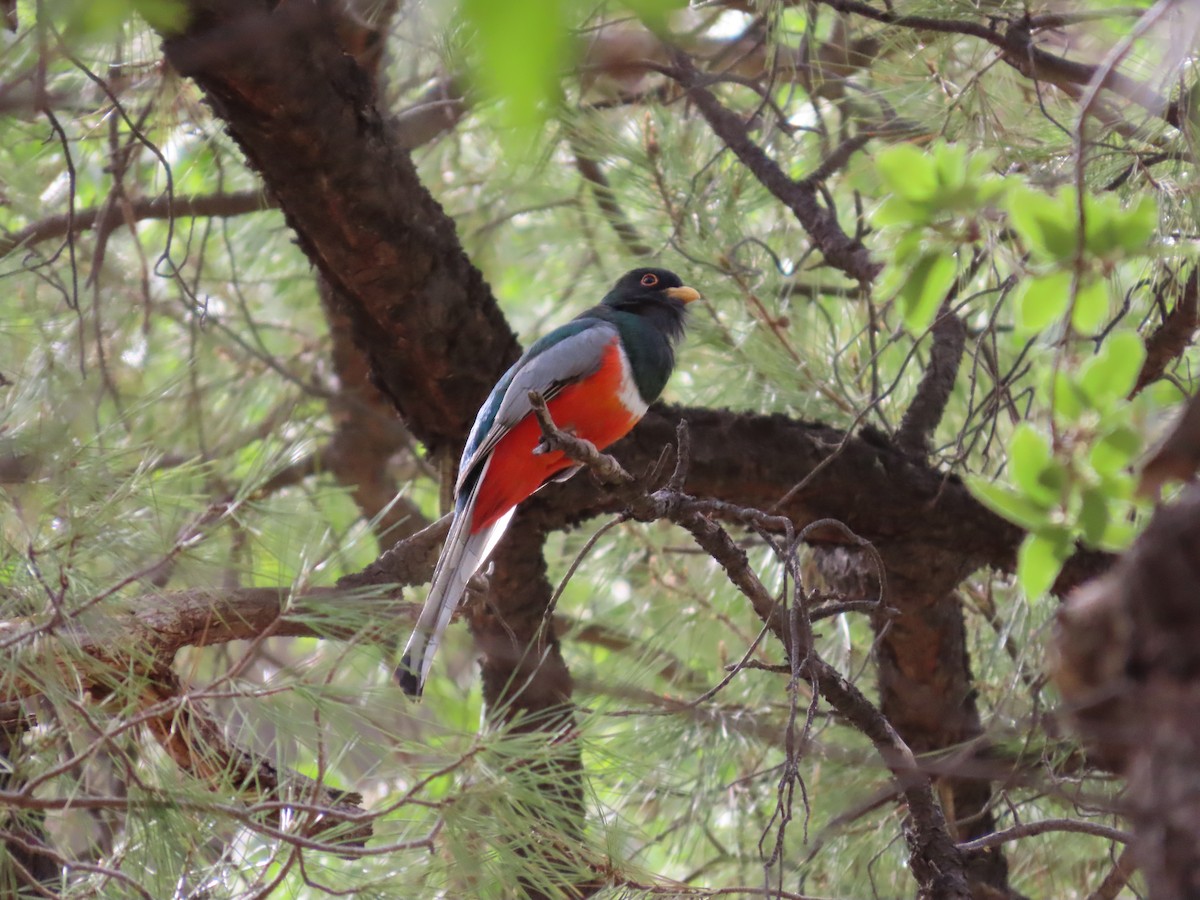 Elegant Trogon - ML637554066