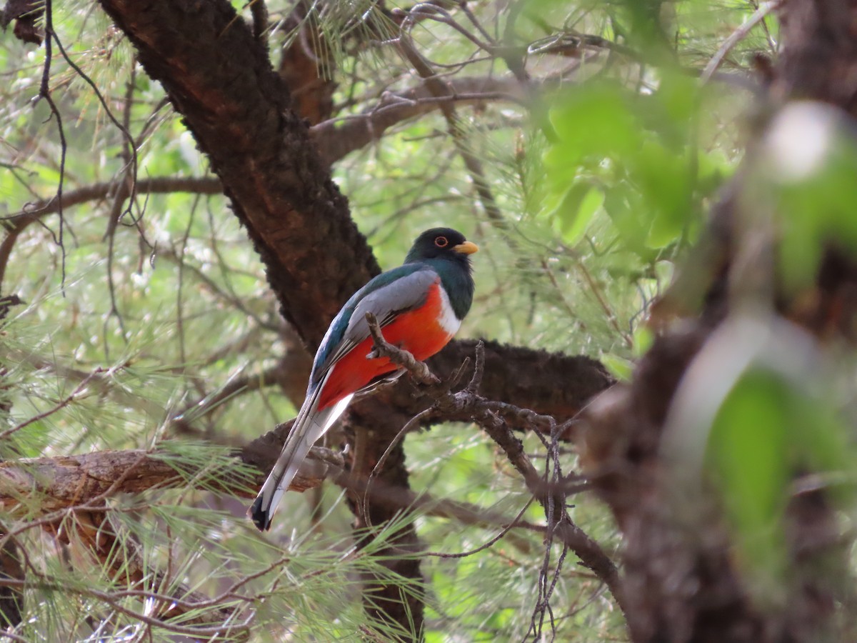 Elegant Trogon - ML637554067
