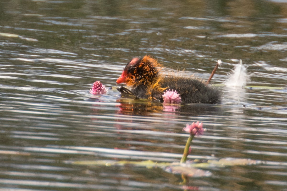 American Coot - ML637554136