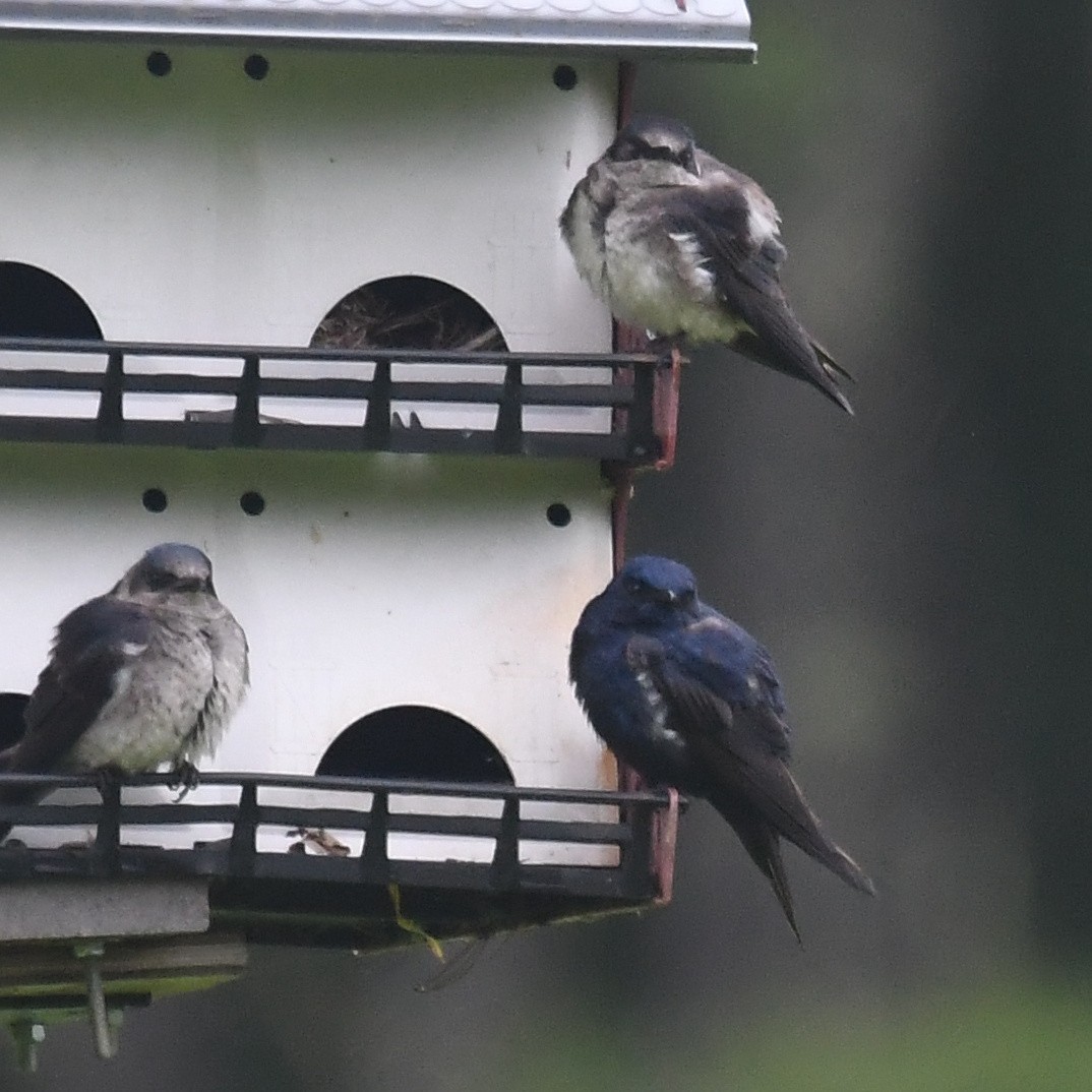 Purple Martin - ML637554139