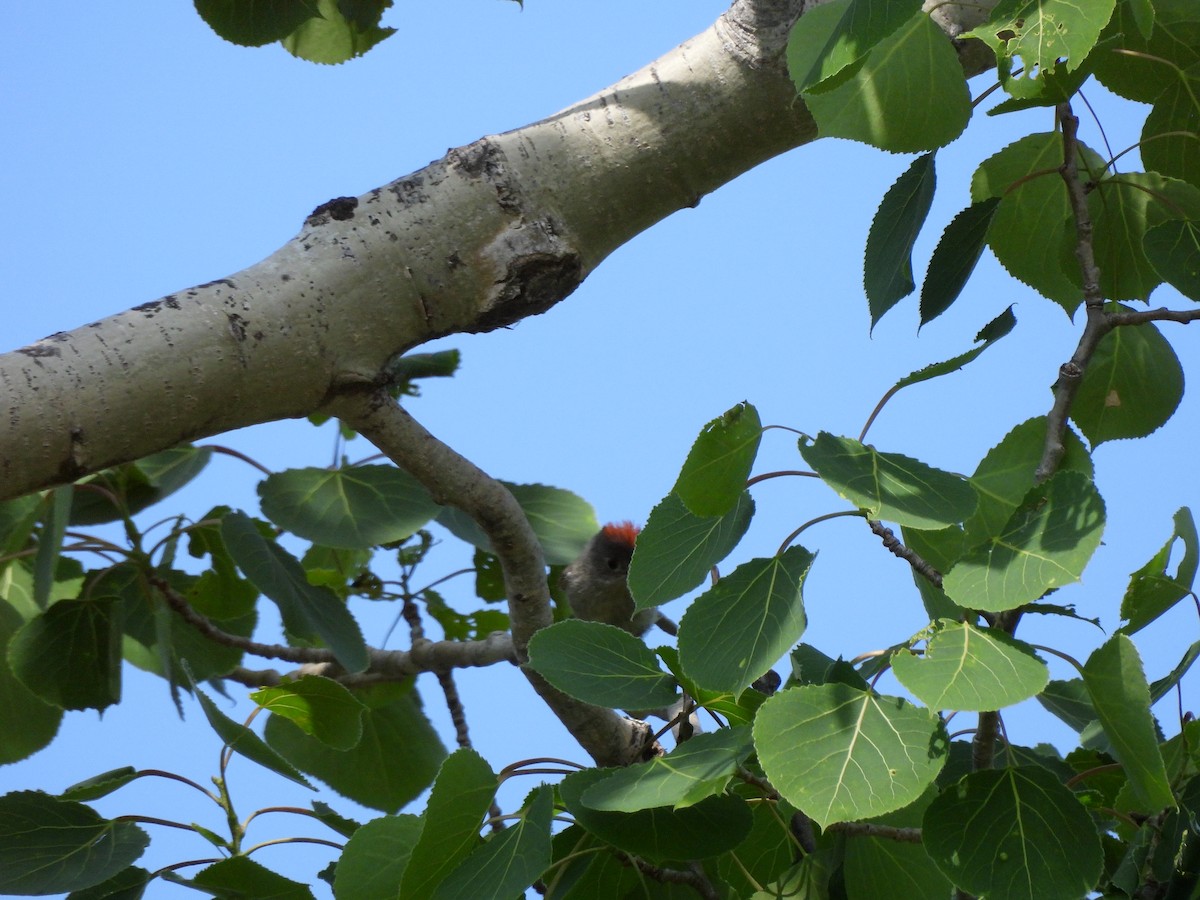 Ruby-crowned Kinglet - ML637554144