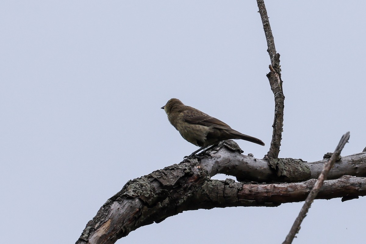 Shiny Cowbird - ML637554145