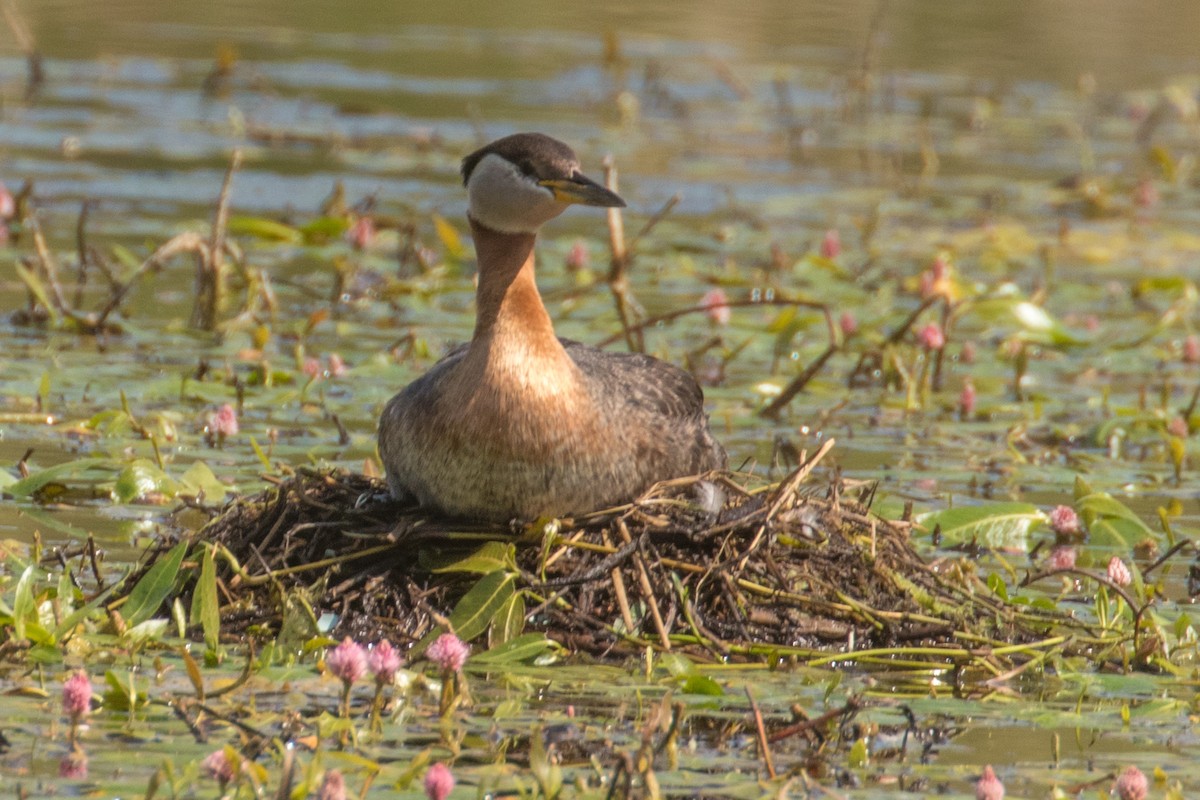 Red-necked Grebe - ML637554149