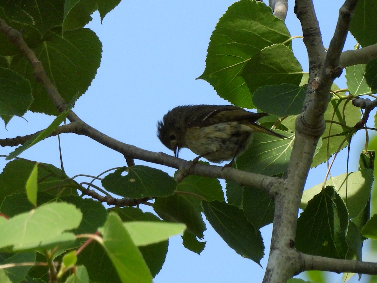 Ruby-crowned Kinglet - ML637554161