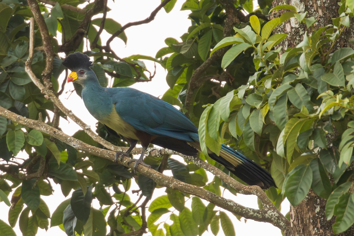 Great Blue Turaco - ML637554170