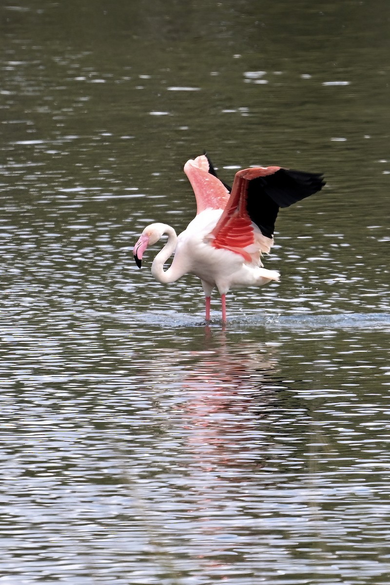 Greater Flamingo - ML637554179