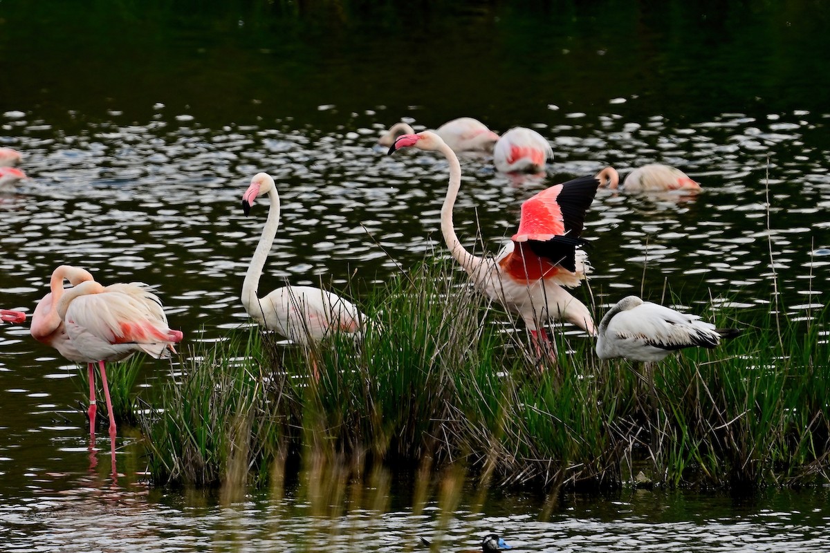 Greater Flamingo - ML637554181