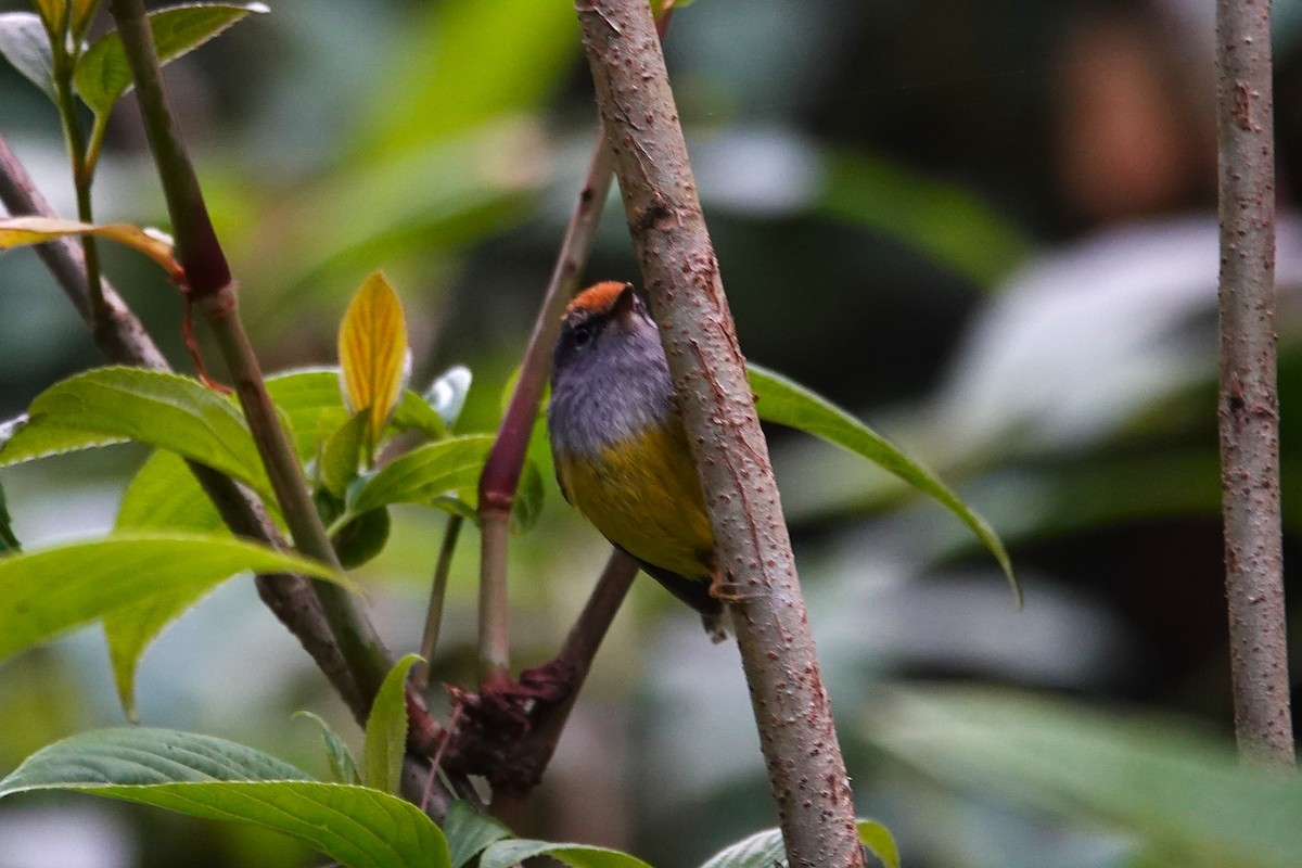 Broad-billed Warbler - ML637554201