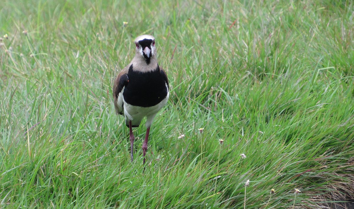 Southern Lapwing - ML637554206