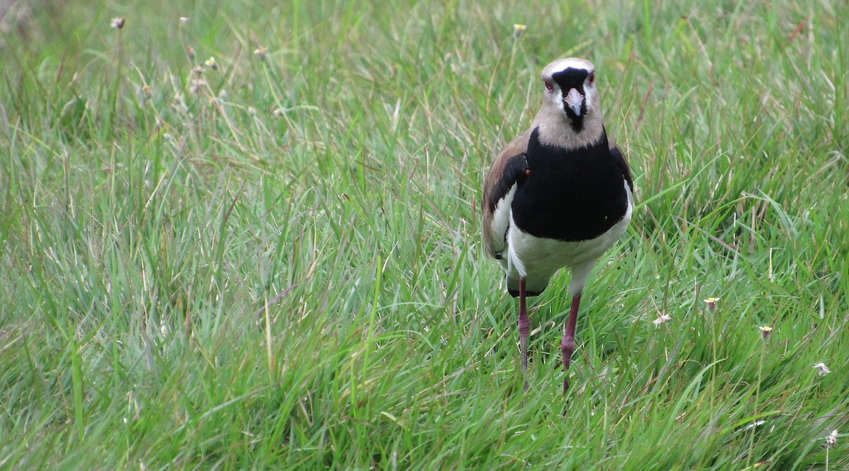 Southern Lapwing - ML637554208