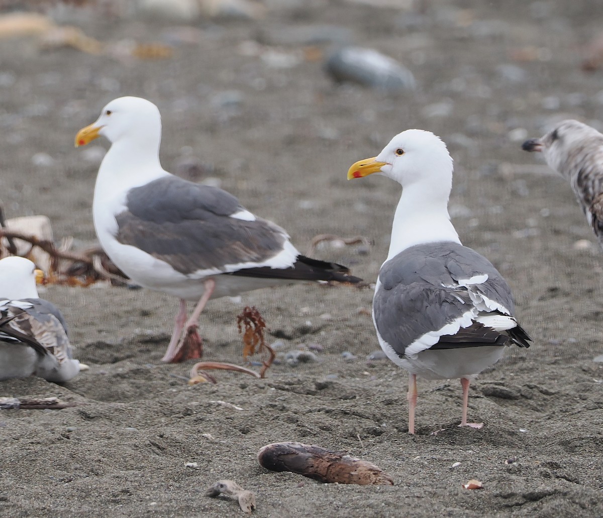 Western Gull - ML637554226