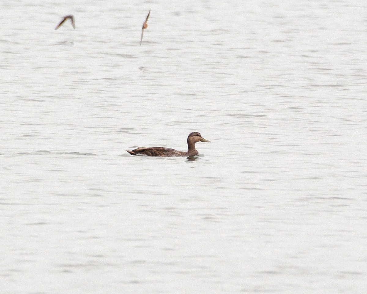 American Black Duck - ML637554257