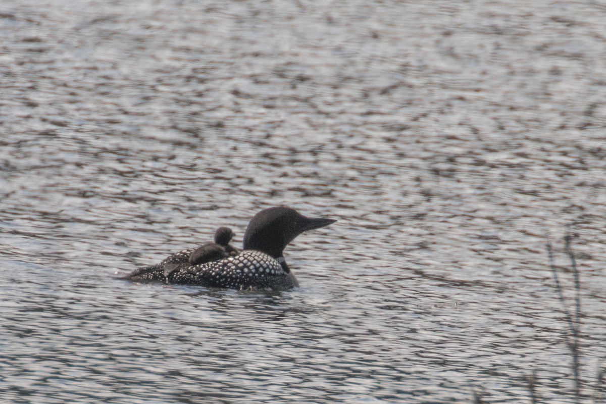 Common Loon - ML637554262