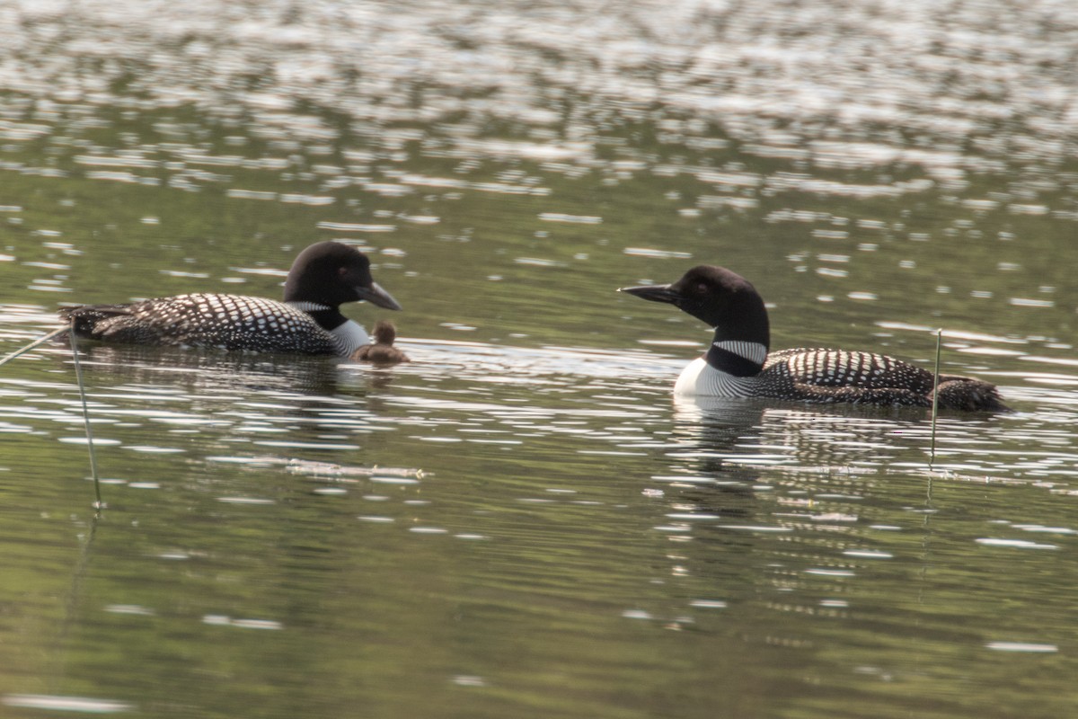 Common Loon - ML637554263