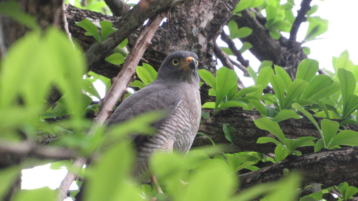 Roadside Hawk - ML637554266