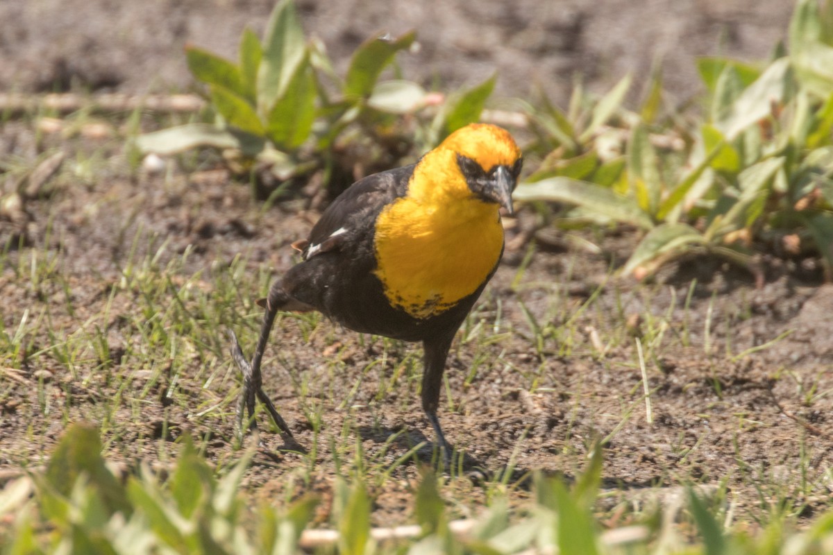 Yellow-headed Blackbird - ML637554277