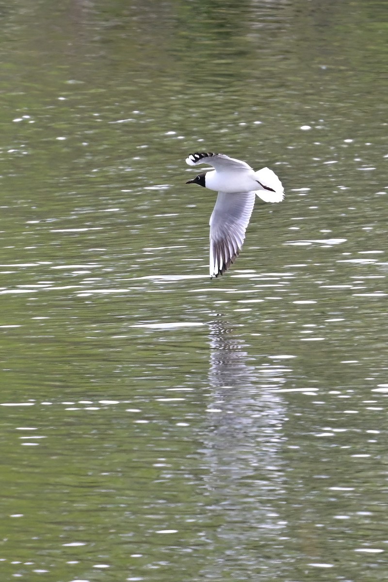 Black-headed Gull - ML637554289