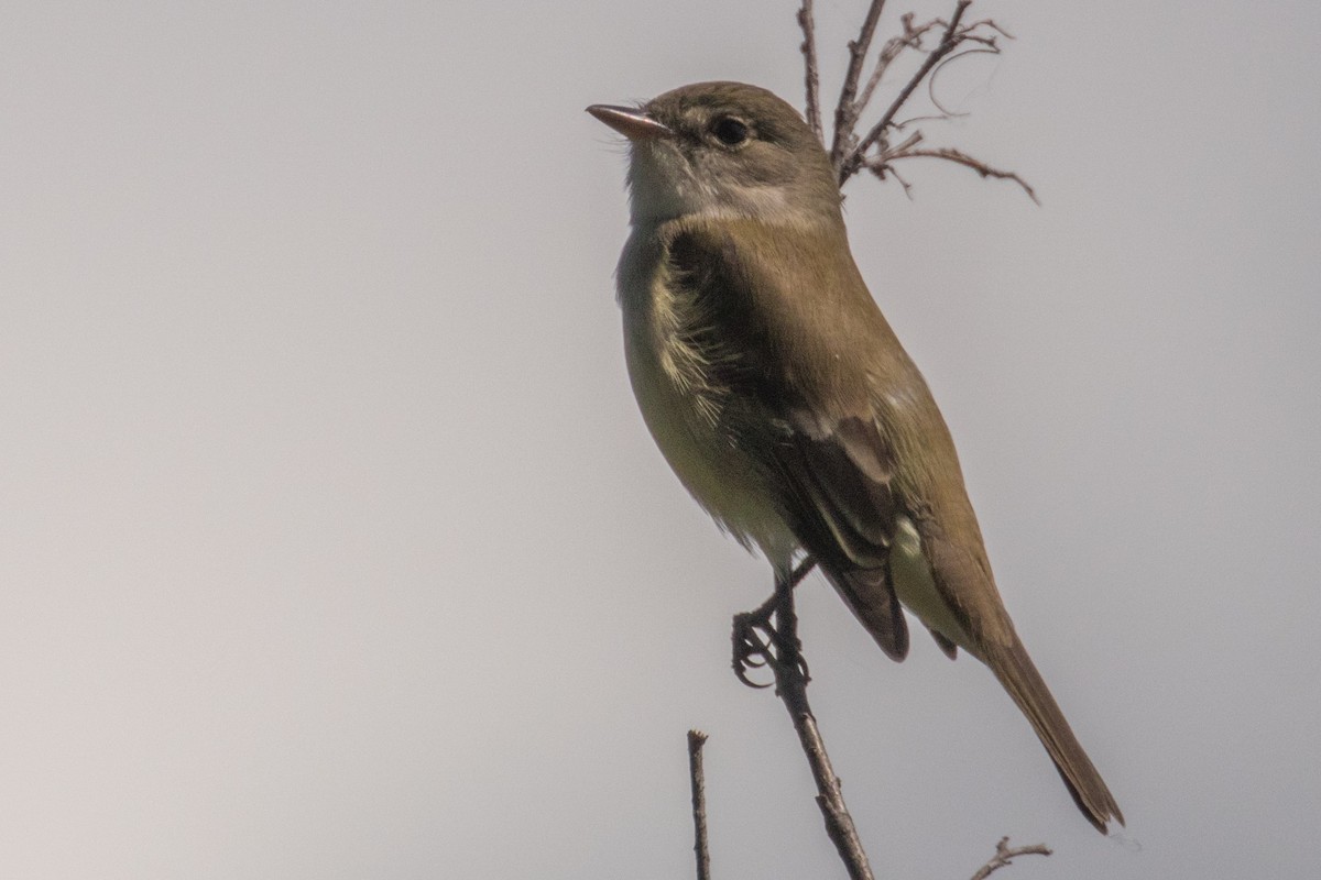 Western Flycatcher - ML637554292