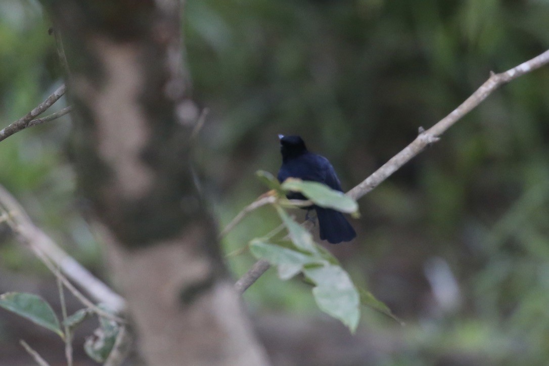 Shining Flycatcher - ML637554307