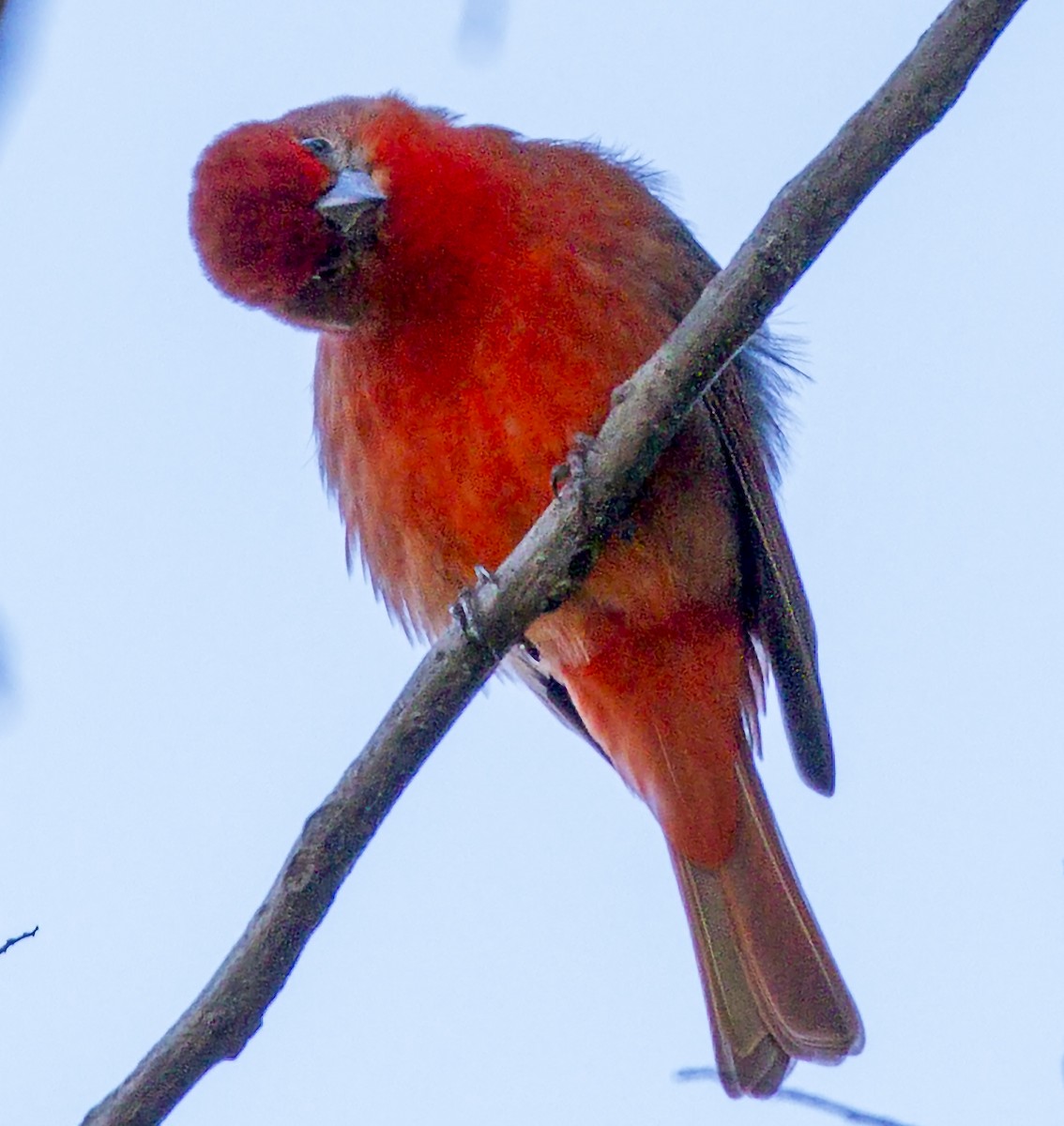 Piranga orangé - ML637554336